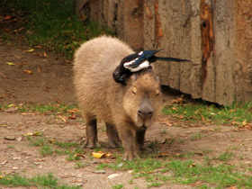 Смотреть фото Капибара: властелин травы Фото Капибара: властелин травы