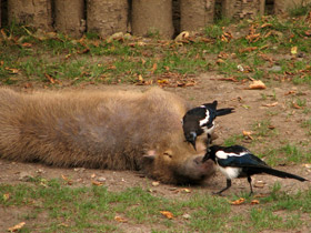 Смотреть фото Капибара: властелин травы Фото Капибара: властелин травы