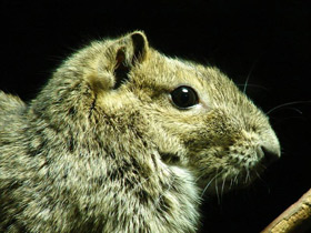 Смотреть фото Моко Фото Моко