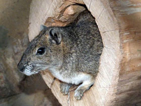 Смотреть фото Моко Фото Моко