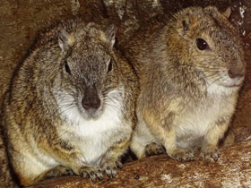 Смотреть фото Моко Фото Моко