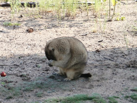 Смотреть фото Байбак Фото Байбак
