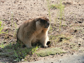 Смотреть фото Сурки-переселенцы Фото Сурки-переселенцы
