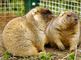 Смотреть фото Байбак: свистун на страже Фото Байбак: свистун на страже