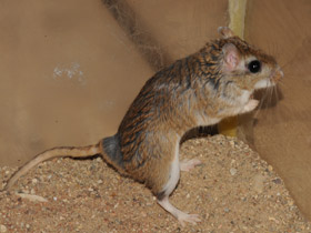 Смотреть фото Тамарисковая песчанка Фото Тамарисковая песчанка