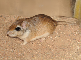 Смотреть фото Тамарисковая песчанка Фото Тамарисковая песчанка