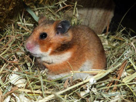 Смотреть фото Сирийский хомячок: обыкновенный зверек с необыкновенной историей Фото Сирийский хомячок: обыкновенный зверек с необыкновенной историей