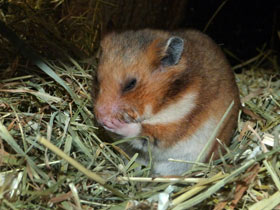 Смотреть фото Сирийский хомячок: обыкновенный зверек с необыкновенной историей Фото Сирийский хомячок: обыкновенный зверек с необыкновенной историей