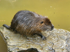 Смотреть фото Нутрия Фото Нутрия