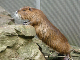Смотреть фото Нутрия Фото Нутрия