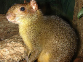 Смотреть фото Пунчана Фото Пунчана