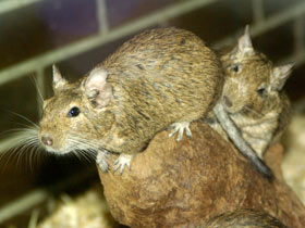 Смотреть фото Дегу: зверик из Америки Фото Дегу: зверик из Америки