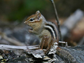 Смотреть фото Бурундук Фото Бурундук