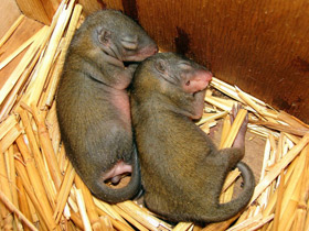 Фото Малайская тупайя