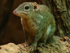 Фото Малайская тупайя