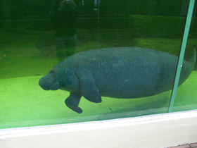 Смотреть фото Американский ламантин Фото Американский ламантин