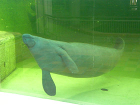 Смотреть фото Морские девы Фото Морские девы