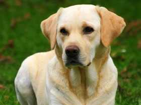 Смотреть фото Нерка Фото Нерка