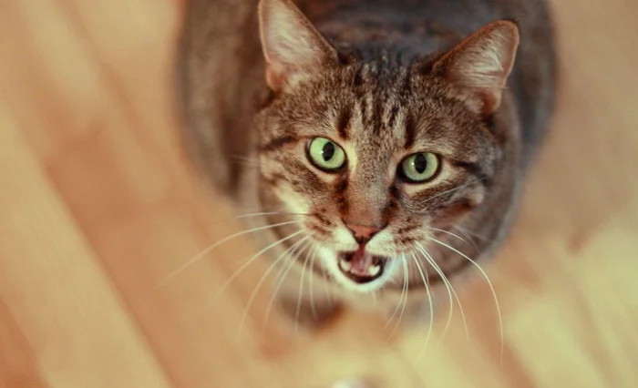 Как долго кошка просит кота?