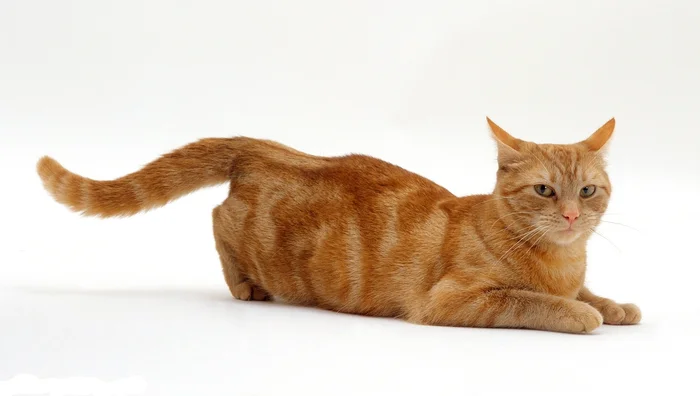 Кошка хочет кота, что делать, как успокоить?