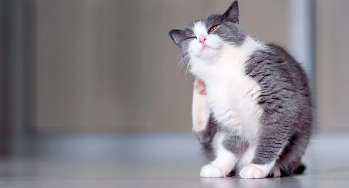 Почему кошка чешется?