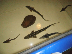 Смотреть фото Русский осётр Фото Русский осётр