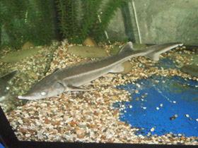 Смотреть фото Стерлядь Фото Стерлядь