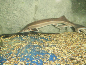 Смотреть фото Стерлядь Фото Стерлядь