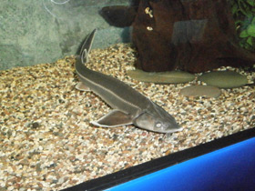 Смотреть фото Стерлядь Фото Стерлядь