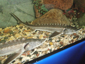 Смотреть фото Амурский осётр Фото Амурский осётр