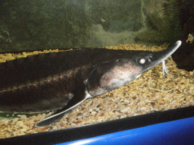 Смотреть фото Бестер Фото Бестер