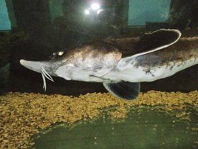 Смотреть фото Бестер Фото Бестер