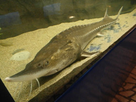 Смотреть фото Калуга Фото Калуга