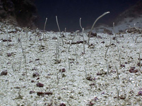 Фото Леопардовый угорь