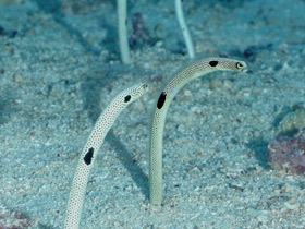 Фото Леопардовый угорь