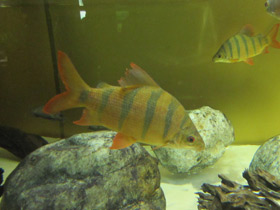 Смотреть фото Длинноносый дистиход Фото Длинноносый дистиход