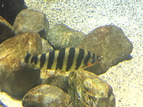 Смотреть фото Полосатый лепоринус Фото Полосатый лепоринус