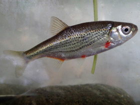 Смотреть фото Русская быстрянка Фото Русская быстрянка