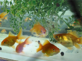 Смотреть фото Золотая рыбка Фото Золотая рыбка