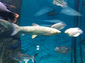 Смотреть фото Белый амур Фото Белый амур