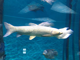 Смотреть фото Белый амур Фото Белый амур