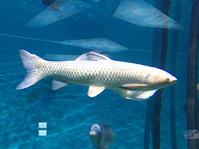 Смотреть фото Белый амур Фото Белый амур