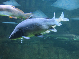 Смотреть фото Сазан Фото Сазан