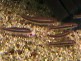 Смотреть фото Камбоджийская гарра Фото Камбоджийская гарра