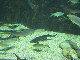 Смотреть фото Плотва Фото Плотва