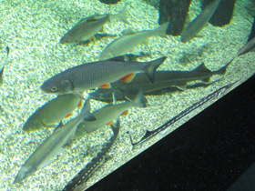 Смотреть фото Плотва Фото Плотва