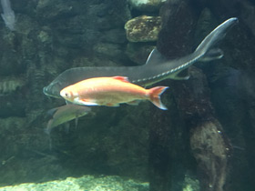 Смотреть фото Голавль Фото Голавль