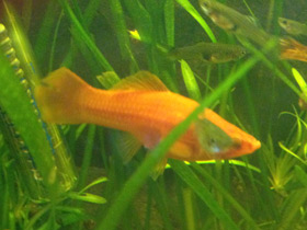 Фото Меченосец