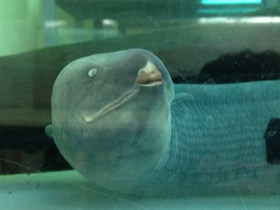 Смотреть фото Лепидосирен Фото Лепидосирен