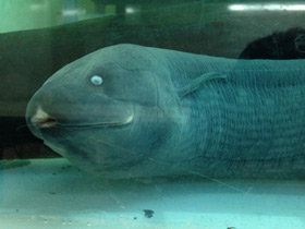 Смотреть фото Лепидосирен Фото Лепидосирен